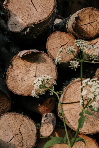 Green plant on brown wooden log