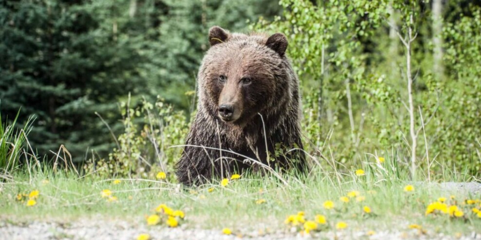 Photo of grizzly bear