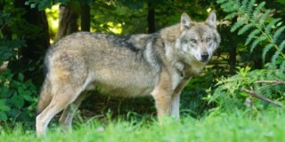 Brown wolf standing on green grass