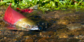 A salmon swims in shallow water with its head just above the surface.