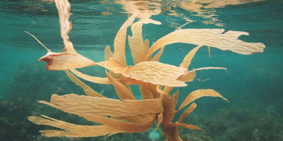 Seaweed growing on bottom of sea