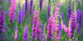 A closeup of purple loosestrife.