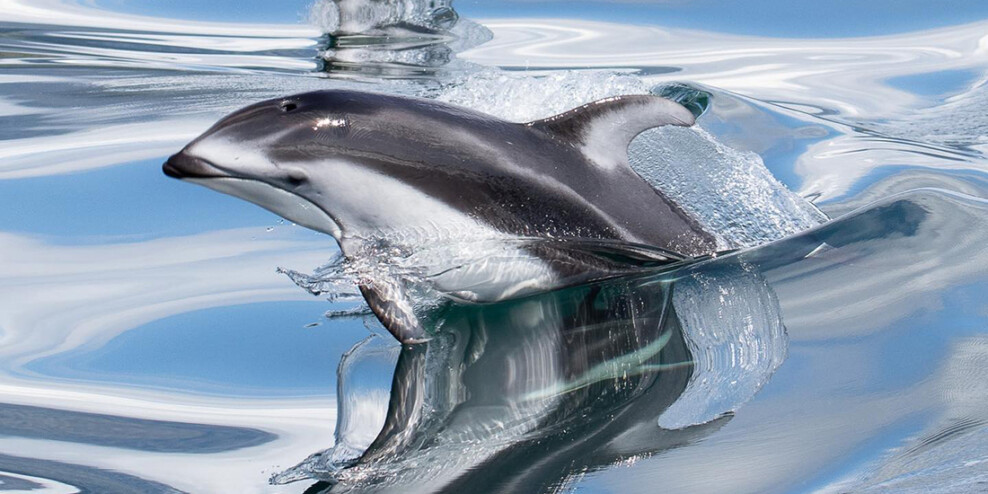 A dolphin leaping partly out of the ocean.