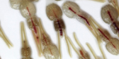 A closeup of sea lice on a white background.