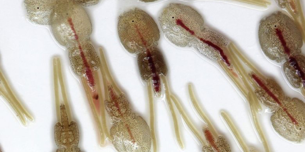 A closeup of sea lice on a white background.