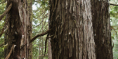 A close-up of the trunks of three yellow cedar trees in a lush green forest.