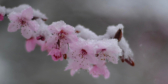 A close-up of tiny pink cherry blossoms with snow on them.