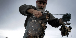 Oysterman at work