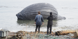 Two people look on Spike the humpback, who washed up on a beach on the north side of Malcolm Island.