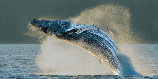 A majestic humpback whale leaps from the water.