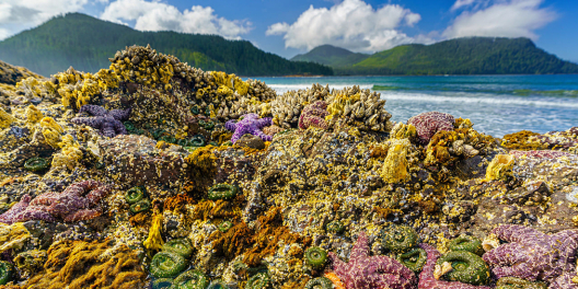 Colourful sea creatures in a tide pool near San Josef Bay.