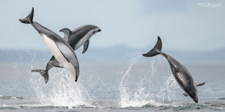 Pacific white-sided dolphins play in Blackfish Sound.